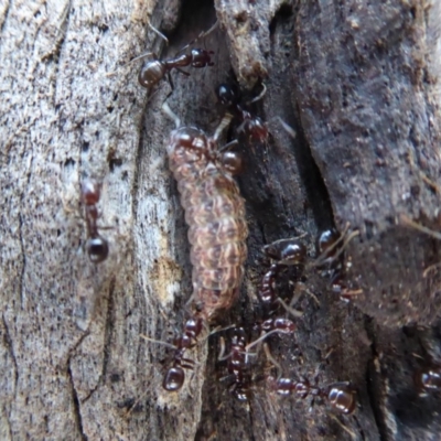Acrodipsas myrmecophila (Small Ant-blue Butterfly) at Symonston, ACT by Christine