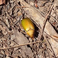 Xylonichus sp. (genus) (Green cockchafer beetle) at Bermagui State Forest - 28 Oct 2019 by Volplana