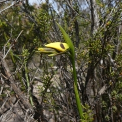 Diuris sulphurea (Tiger Orchid) at Theodore, ACT - 30 Oct 2019 by owenh