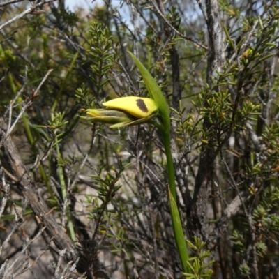 Diuris sulphurea (Tiger Orchid) at Tuggeranong Hill - 30 Oct 2019 by Owen