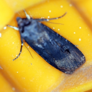 Agrotis ipsilon at O'Connor, ACT - 29 Oct 2019 10:27 PM