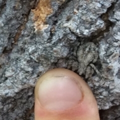 Stephanopis altifrons (Knobbly crab spider) at Pambula Preschool - 24 Oct 2019 by elizabethgleeson