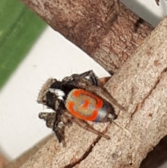 Maratus pavonis (Dunn's peacock spider) at Wanniassa, ACT - 30 Oct 2019 by Rin