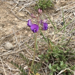 Swainsona sp. at Jindabyne, NSW - 27 Oct 2019 01:43 PM