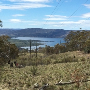 Swainsona sp. at Jindabyne, NSW - 27 Oct 2019 01:43 PM