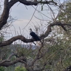 Columba leucomela (White-headed Pigeon) at Little Forest, NSW - 30 Oct 2019 by Jacksonrutter