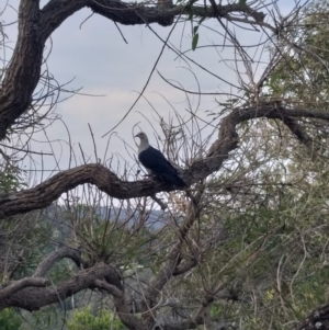 Columba leucomela at Little Forest, NSW - 30 Oct 2019 05:28 PM