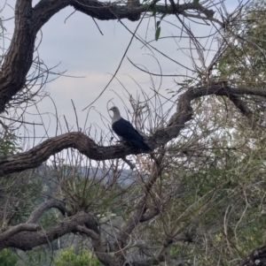 Columba leucomela at Little Forest, NSW - 30 Oct 2019