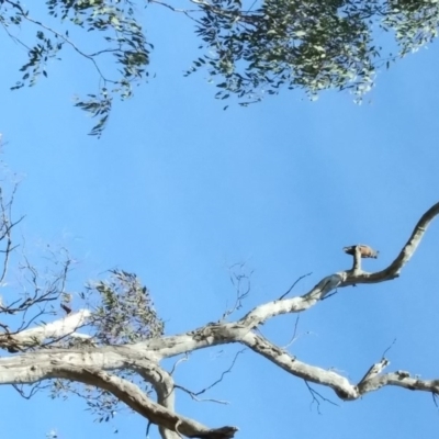 Callocephalon fimbriatum (Gang-gang Cockatoo) at Red Hill, ACT - 29 Oct 2019 by HelenJ