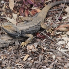 Pogona barbata (Eastern Bearded Dragon) at Hughes Grassy Woodland - 29 Oct 2019 by kieranh