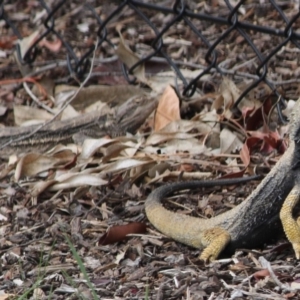 Pogona barbata at Hughes, ACT - suppressed