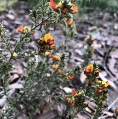 Pultenaea procumbens (Bush Pea) at Aranda, ACT - 30 Oct 2019 by Jubeyjubes
