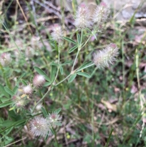 Trifolium arvense var. arvense at Aranda, ACT - 30 Oct 2019 06:13 PM