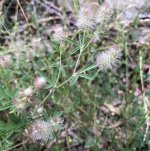 Trifolium arvense var. arvense at Aranda, ACT - 30 Oct 2019