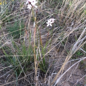 Burchardia umbellata at Dunlop, ACT - 30 Oct 2019 06:18 PM