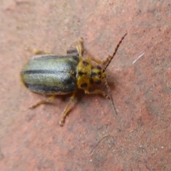 Xanthogaleruca luteola (Elm leaf beetle) at Flynn, ACT - 30 Oct 2019 by Christine