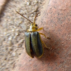 Xanthogaleruca luteola at Flynn, ACT - 30 Oct 2019