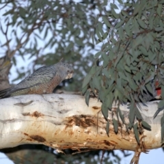 Callocephalon fimbriatum (Gang-gang Cockatoo) at Ainslie, ACT - 21 Sep 2019 by jbromilow50