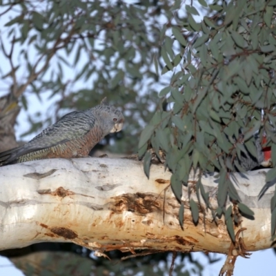 Callocephalon fimbriatum (Gang-gang Cockatoo) at Mount Ainslie - 21 Sep 2019 by jbromilow50