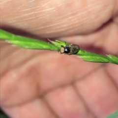 Diptera (order) (Fly - Unidentified) at Aranda, ACT - 30 Oct 2019 by Jubeyjubes