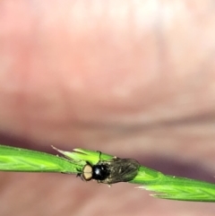 Diptera (order) at Aranda, ACT - 30 Oct 2019 06:41 PM