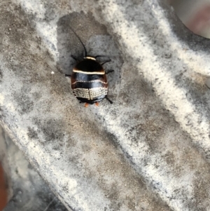 Ellipsidion australe at Aranda, ACT - 30 Oct 2019