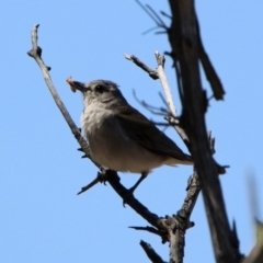 Colluricincla harmonica (Grey Shrikethrush) at Tennent, ACT - 29 Oct 2019 by RodDeb