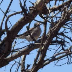 Colluricincla harmonica at Tennent, ACT - 29 Oct 2019 01:51 PM