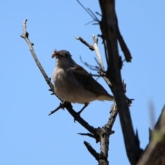 Colluricincla harmonica at Tennent, ACT - 29 Oct 2019 01:51 PM