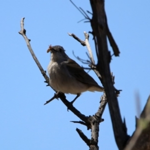 Colluricincla harmonica at Tennent, ACT - 29 Oct 2019 01:51 PM