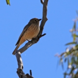 Pachycephala rufiventris at Tennent, ACT - 28 Oct 2019