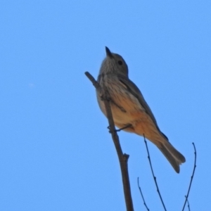 Pachycephala rufiventris at Tennent, ACT - 28 Oct 2019