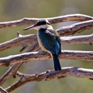 Todiramphus sanctus at Tennent, ACT - 28 Oct 2019