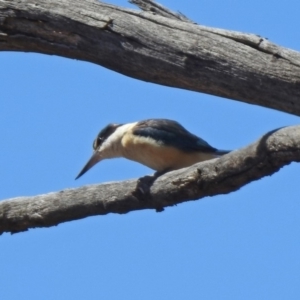 Todiramphus sanctus at Tennent, ACT - 28 Oct 2019 10:54 AM