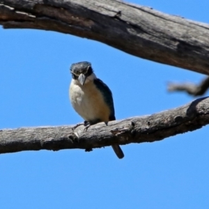 Todiramphus sanctus at Tennent, ACT - 28 Oct 2019 10:54 AM