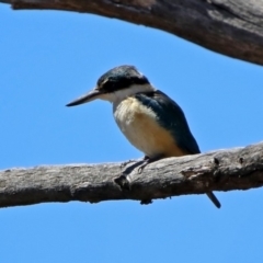 Todiramphus sanctus at Tennent, ACT - 28 Oct 2019 10:54 AM