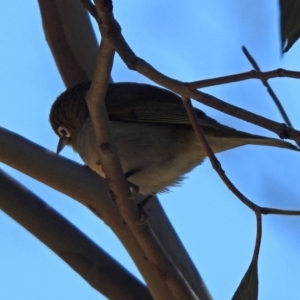 Zosterops lateralis at Tennent, ACT - 28 Oct 2019