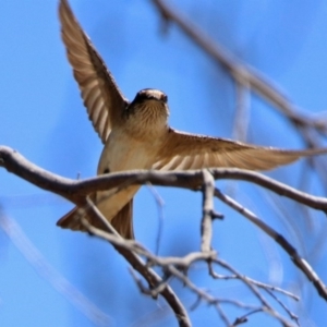 Petrochelidon nigricans at Paddys River, ACT - 28 Oct 2019 11:46 AM