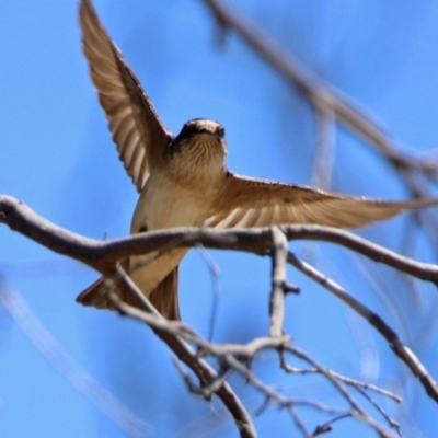 Petrochelidon nigricans (Tree Martin) at Paddys River, ACT - 28 Oct 2019 by RodDeb