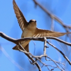 Petrochelidon nigricans (Tree Martin) at Paddys River, ACT - 28 Oct 2019 by RodDeb