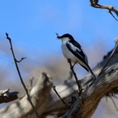 Lalage tricolor (White-winged Triller) at Paddys River, ACT - 27 Oct 2019 by RodDeb
