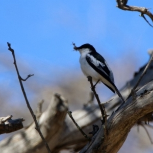 Lalage tricolor at Paddys River, ACT - 28 Oct 2019