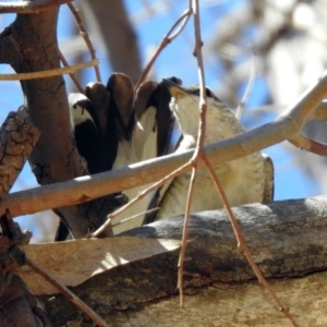 Lalage tricolor at Paddys River, ACT - 28 Oct 2019