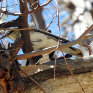 Lalage tricolor at Paddys River, ACT - 28 Oct 2019