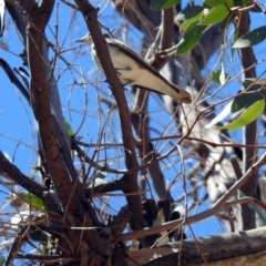 Lalage tricolor at Paddys River, ACT - 28 Oct 2019