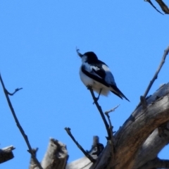 Lalage tricolor at Paddys River, ACT - 28 Oct 2019 10:24 AM