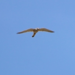 Falco cenchroides (Nankeen Kestrel) at Tharwa, ACT - 29 Oct 2019 by RodDeb