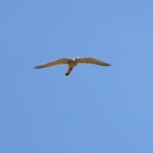 Falco cenchroides at Tharwa, ACT - 29 Oct 2019 11:28 AM