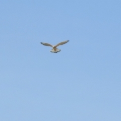 Falco cenchroides at Tharwa, ACT - 29 Oct 2019 11:28 AM