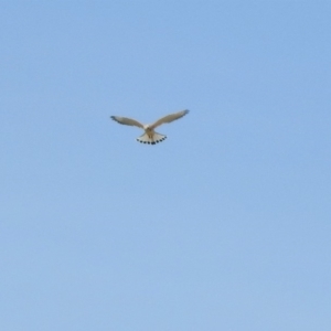 Falco cenchroides at Tharwa, ACT - 29 Oct 2019